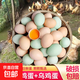 九華山高山散養土雞蛋+烏雞蛋40g禮物生鮮食品早餐鮮雞蛋溏心蛋 25土雞蛋+25烏雞蛋
