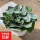 仙客來盆栽帶花大花重瓣花卉植物室內(nèi)花好養(yǎng)活四季開花陽臺仙鶴來 紅色【大花】花期帶花 13cm盆簡