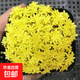 黃金萬(wàn)年草花鋪面草黃金草多肉用作護盆草點(diǎn)綴花盆植物陽(yáng)臺好養活 黃金草【4—5cm】1盆 不含盆