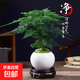 文竹盆栽植物室內花卉盆景客廳辦公室桌面小綠植好養云竹四季常青 精品文竹+白玉圓陶盆+圓底托+苔蘚