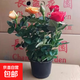鉆石玫瑰花迷你月季花苗四季開花盆栽老樁花好養(yǎng)陽(yáng)臺(tái)室內(nèi)客廳花卉 鉆石玫瑰 混色 原盆栽好