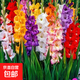 唐菖蒲劍蘭種球十三太保四季易種多年生花園地栽陽(yáng)臺(tái)盆栽球根花卉 20顆大球【多種顏色混色】