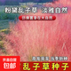 粉黛亂子耐寒耐熱庭院草粉黛亂子草種籽觀(guān)賞草網(wǎng)紅草種子花海種子 粉黛亂子草種子 1包約30粒