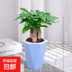 ?【包活】發(fā)財樹(shù)盆栽鮮花綠植物辦公室內吸甲醛綠蘿文竹水培易養 三桿發(fā)財樹(shù)+高檔藍色吸水盆