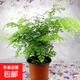 鐵線蕨盆栽鐵絲草多年生常綠草本觀葉綠植帶土綠植花卉耐陰水培 鐵線蕨1盆+原盆原土+肥料