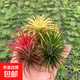 空氣鳳梨無土植物懶人特價室內(nèi)精靈凈化擺件甲醛綠植桌面盆栽花草 紅精靈+綠精靈+黃精靈 【3顆裝】