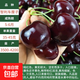 【買一送一】車?yán)遄訕涿缂藿哟髾烟覙涿缤ピ宏柵_南北方種植果樹苗 智利車?yán)遄?2.5公分粗帶分枝【收到1顆苗】