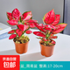 吉利紅盆栽如意皇后中國紅萬(wàn)年紅彩葉植物水培好養懶人凈化空氣 吉利紅2盆+育苗盤(pán)+肥料