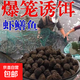 鳳漁子黑爆來(lái)了蝦鱔魚(yú)誘餌黃鱔釣魚(yú)網(wǎng)抓龍蝦泥鰍蝦籠餌料 200克袋裝（約1000粒）