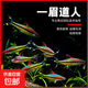 一眉道人魚(yú)小型燈科魚(yú)淡水草缸群游好養易活南美熱帶觀(guān)賞魚(yú)活體 精品一眉道人4-5cm【3條】