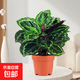 彩虹竹芋盆栽水培孔雀竹芋彩葉綠植物花卉室內(nèi)夏季天除甲醛好養(yǎng)活 彩虹竹芋（原土盆）