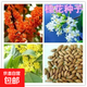 當年桂花種子 四季桂金桂沉香八月桂花樹(shù)種子 桂花種籽一包約40粒 買(mǎi)二包送一包（送1袋肥料）