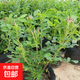 食用玫瑰花苗盆栽大馬士革香水平陰玫瑰苗豐花一號嫁接苗春季開(kāi)花 嫁接大馬士革食用玫瑰3年苗當年開(kāi)花 不含盆