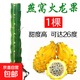 火龍果苗紅心紅肉盆栽燕窩黃龍果樹苗當年結(jié)果南北方四季陽臺種植 燕窩果 火龍果2顆裝