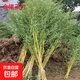 竹子苗庭院室內(nèi)外觀賞盆栽黃金竹青竹紫竹苗毛青竹苗金鑲玉竹子苗 金鑲玉【帶土包活】 1厘米粗10顆【1.5米高】