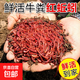 蚯蚓活餌鮮活紅蟲垂釣魚餌料鯽魚鯉魚野釣黑坑魚料打窩料魚食通殺 活體蚯蚓一斤（大號(hào)）送營養(yǎng)土