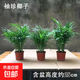 新品推薦袖珍椰子綠植盆栽客廳擺件盆栽水土培四季常青吸甲醛 原土三盆【24-30顆】 新品袖珍散尾葵盆栽
