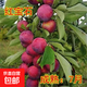 正宗蜂糖李子樹(shù)苗貴州脫骨李子樹(shù)苗早熟南方北方地栽盆栽當年結果 紅寶石【當年結果四年苗1棵】 60cm(含)-69cm(含)