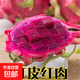 火龍果樹苗紅心火龍果苗四季庭院陽臺盆栽地栽南北方種植果樹苗 紅肉火龍果【6年苗結(jié)果多】