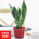 虎皮蘭植物吸甲醛大盆栽臥室植物夜間放氧辦公室陽(yáng)臺花卉耐旱好養 （1顆）基地盆1盆 高約20-30cm