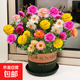 重瓣太陽花種子易活室外庭院花園網(wǎng)紅凍不死花籽四季開花 太陽花種子/包約1萬粒 買二包送一包