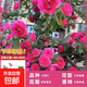 1.6米爬藤月季大苗蒂娜四季開花薔薇基地直發(fā)【買就送扦插小苗】 大游行1.6米開花爆滿 送種植說明書