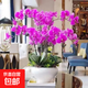 蝴蝶蘭種子易種活當(dāng)年開花陽臺(tái)盆栽室內(nèi)花種子四季播種子花卉大全 蝴蝶蘭種子 1包約100粒