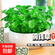 【當季新種】銅錢草金錢草水養(yǎng)種籽水培土培花種子大號四季庭院 銅錢草種子/包約100粒 1包