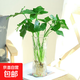 春羽水培植物綠植室內(nèi)花卉春雨無土純水培土培春羽植物客廳 大春羽40cm高3棵不含盆