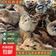 九斤紅小雞活苗批發(fā)土雞五黑雞活苗出殼蘆花雞三黃雞青腳麻雞公雞母幼苗 九斤紅雞苗60只【多發(fā)40只】公母配對