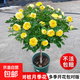 棒棒糖樹樁月季花苗樹狀特大花朵四季開花花卉植物庭院玫瑰花樹苗 金絲雀【多季循環(huán)開花】 粗度：直徑2-2.2cm