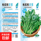板藍根油菜種子青菜種子疏菜白灼油菜苔田園庭院陽(yáng)臺盆栽植物蔬菜 板藍根青菜種子 五包約5000粒