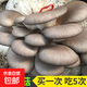 蘑菇種植包菌包家庭種黑平菇香菇金針菇菌包可食用菌新鮮蘑菇菌棒袋裝 鳳尾菇-標(biāo)準(zhǔn)款 4袋裝