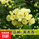 正宗紅木香花苗四季開花爬藤植物濃香型特大苗甜蜜黃木香盆栽 清香型黃木香 大苗1.2米-1.5米高