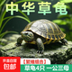 【全網(wǎng)比價(jià)】中華草龜包活精品草龜長(zhǎng)壽龜觀賞龜墨龜寵物小烏龜 草龜四只一公三母【繁殖組合】 9-10cm