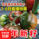 本土大番茄種子高產(chǎn)超甜超大紅果大西紅柿種子高溫蔬菜瓜果種籽 草莓鐵皮番茄約400粒1包