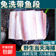 免洗舟山東海帶魚(yú)段新鮮冷凍帶魚(yú)段中段無(wú)冰特大雷達網(wǎng)海捕小眼睛 1斤/袋免洗帶魚(yú)段 3斤