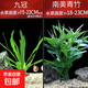 魚(yú)缸水草紅九冠皇冠類(lèi)水草魚(yú)缸造景陰性新手水草真水草套餐 九冠＋青竹套餐