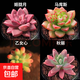 多肉植物精選圖片品種發(fā)貨照圖辦公室室內陽(yáng)臺桌面圖片品種指定品 姬朧月+馬庫斯+乙女心+秋麗+盆土