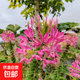 重瓣太陽(yáng)花花種子花籽四季開(kāi)花室內花卉易活室外種孑花種籽子包郵 醉蝶花約200粒