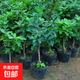 無(wú)花果樹(shù)果苗特大果波姬紅帶果矮化盆栽四季結果南北方陽(yáng)臺可種植 亞當品種-5年苗【當年結果】