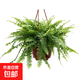 波斯頓蕨霸王蕨腎蕨威武蕨植物垂吊綠植喜水喜陰綠植盆栽造景綠植 180# 波斯頓蕨【冠幅20-30厘米】+原盆土
