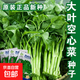 四季播種大葉空心菜種子通心菜種籽耐高溫陽(yáng)臺盆栽地栽易種植蔬菜 空心菜種子【1包約100?！?原廠(chǎng)封裝