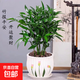 竹柏盆栽室內驅蚊植物平安竹清香綠植驅蟲(chóng)凈化空氣好養長(cháng)壽竹樹(shù)苗 竹柏+郁金香陶瓷盆【11-15棵栽好】