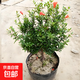 石榴花盆栽果樹苗帶果觀賞可食用室內(nèi)陽(yáng)臺(tái)四季開綠植盆景花卉旺宅 花石榴原盆土5年30-40cm高 含盆
