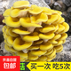 蘑菇種植包菌包家庭種黑平菇香菇金針菇菌包可食用菌新鮮蘑菇菌棒袋裝 榆黃蘑-標(biāo)準(zhǔn)款 4袋裝