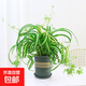 網(wǎng)紅款卷葉吊蘭室內盆栽金心金邊垂吊花卉室內花好養常綠植物 【帶加侖盆】卷發(fā)吊蘭
