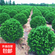 大葉冬青球 小葉黃楊球 四季常青冬青球型庭院圍墻籬笆樹(shù)綠化苗木 冬青球50厘米冠幅 81cm(含)-110cm(含)