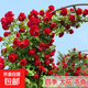 四季開(kāi)花薔薇花苗多花月季花苗特大花大苗濃香型爬藤攀援植物歐月 紅龍1-1.3米左右【精選大苗】