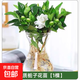 水培植物綠植室內水養白掌花卉盆栽竹芋綠蘿辦公室四季水生富貴竹 梔子花1株（不含盆）